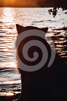 Portrait of a young Finnish Lapphund dog