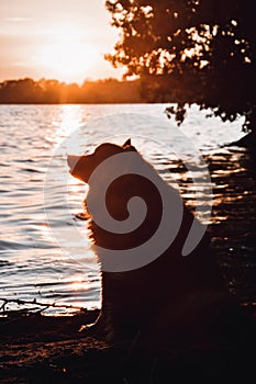 Portrait of a young Finnish Lapphund dog