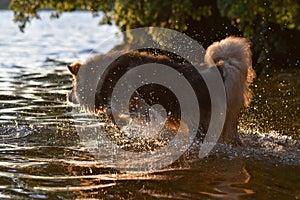 Portrait of a young Finnish Lapphund dog