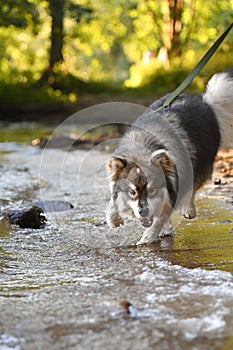Portrait of a young Finnish Lapphund dog playing