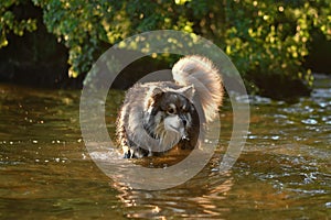 Portrait of a young Finnish Lapphund dog photo
