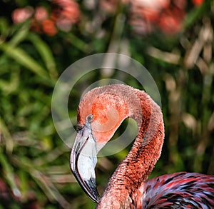 Portrait of a young flamingo