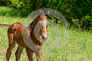 Portrait of young foal on a spring pasture