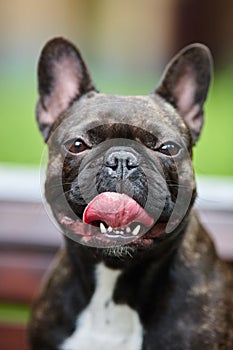 Portrait of a young French bulldog against a background of nature and green grass. A dog on a natural background