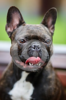 Portrait of a young French bulldog against a background of nature and green grass. A dog on a natural background