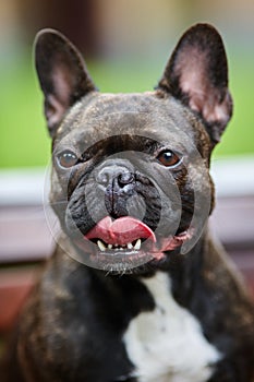 Portrait of a young French bulldog against a background of nature and green grass. A dog on a natural background.