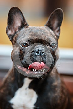 Portrait of a young French Bulldog on the background of nature a