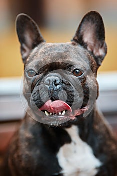 Portrait of a young French Bulldog on the background of nature and yellow autumn foliage. Dog on a natural background.