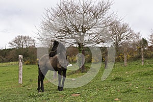 Little Friesian foal standing in a natural landscape