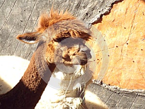 Portrait of a young funny alpaca