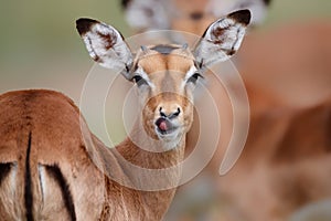 Portrait of a young funny impala in Kruger National Park