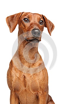 Portrait of a young German Pinscher, isolated