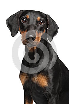 Portrait of a young German Pinscher on white