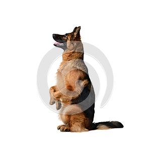 Portrait of a Young German Shepherd Dog Standing on its hind legs against white background. Two Years Old Pet.