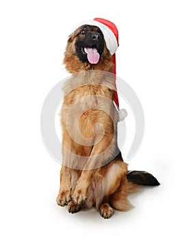 Portrait of a Young German Shepherd Dog wearing Santa`s hat Standing on its hind legs against white background. Two