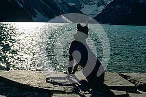 Portrait of a young german shepherd on Lake Louise, Banff National Park, canada