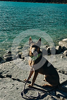 Portrait of a young german shepherd on Lake Louise, Banff National Park, canada