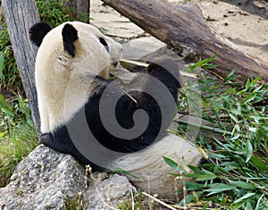 Portrait of a young giant panda eating bamboo