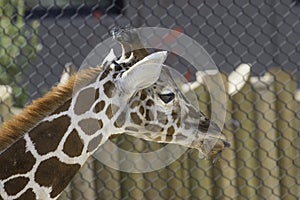 Portrait of a young Giraffe with its tongue out