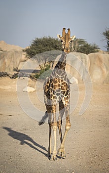 Portrait of a young giraffe in nature