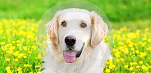 Portrait young Golden Retriever dog lying on green grass over yellow flowers in sunny summer