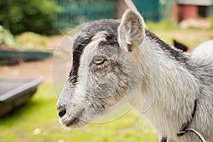 Portrait Of Young Gray Female Goat On Walk In Farm Yard.