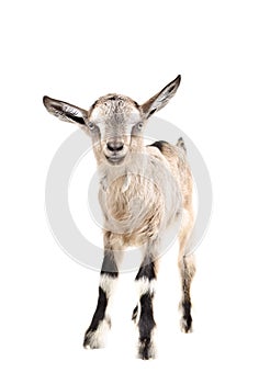 Portrait of a young gray goatling