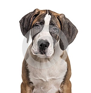 Portrait of a young Great Dane, isolated