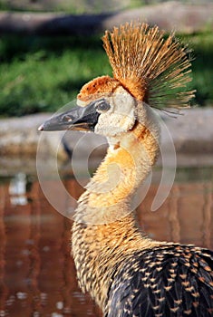 Portrait of young Grey crowned crane Balearica regulorum