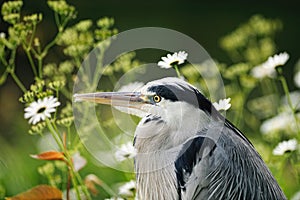 Portrait of young Grey Heron resting among flowers