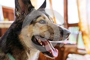 Portrait of young grey mongrel dog with mouth open showing pink tongue. summer day. Blurry background