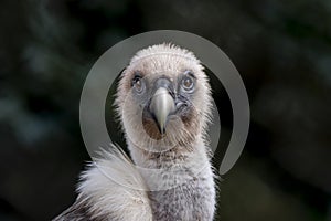 Portrait of a young griffon Vulture, with fluffy white / beige hair and a black mask around his beak, he looks brutally and straig