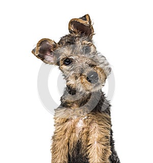 Portrait of a Young Grizzle and tan Lakeland Terrier dog sitting