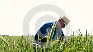 Portrait of a young guy man in a working uniform and a straw hat in the middle of a field around wheat and hay, running around i