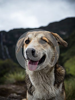 Portrait of young happy stray street village dog on hiking trail path El Chorro de Giron waterfall Ecuador South America