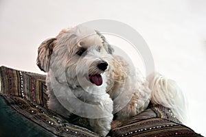 Portrait of a young havanese dog