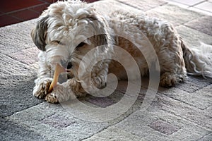 Portrait of a young havanese with dog treat