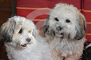 Portrait of a young havanese  and his mother
