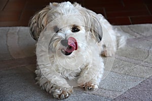 Portrait of a young havanese licking his snout