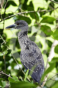 Portrait of a young heron in a mangrove forest