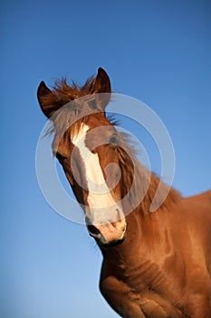 Portrait of a young hourse