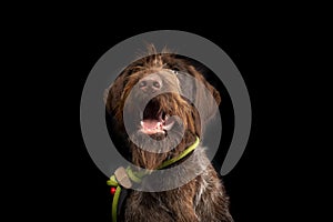 Portrait of young hunting dog, German Wirehaired Pointer