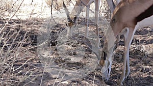 Portrait of young Impala antelope grazing