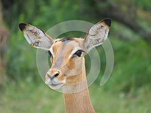 Portrait of a young impala in the Kruger National Park in South Africa