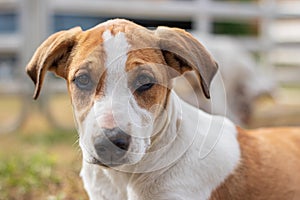 Portrait of young jack russel terrier puppy with blurred backgrouns