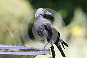 Portrait of a young Jackdaw