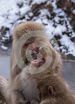 Portrait of a young Japanese Macaque monkey