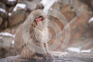 Portrait of a young Japanese Macaque snow monkey