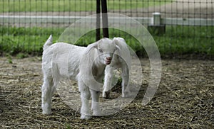 Portrait of a young kid goat and its sibling