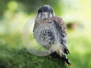 Portrait of a young krestel looking forward